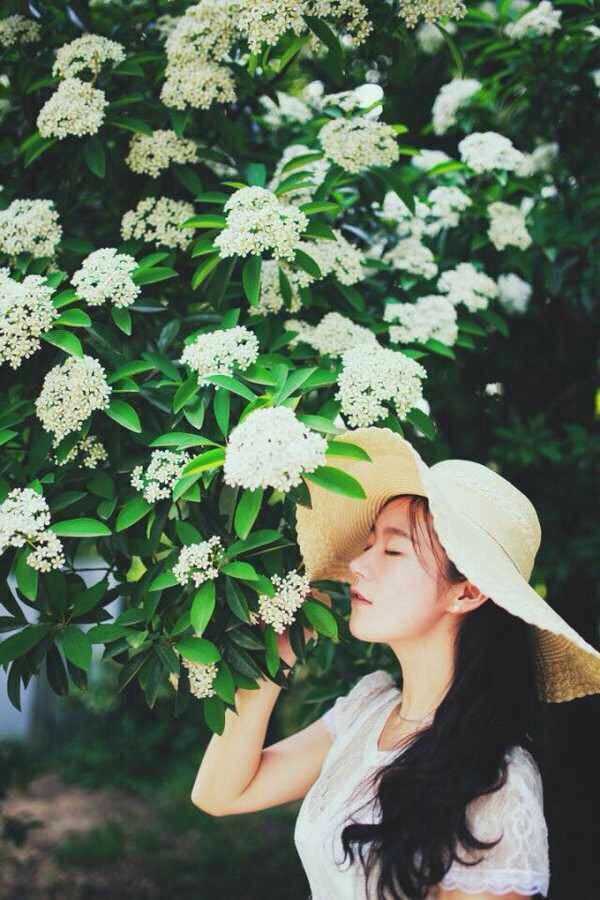 石楠花闻起来有精液的味道,为什么很多学校种石楠花?