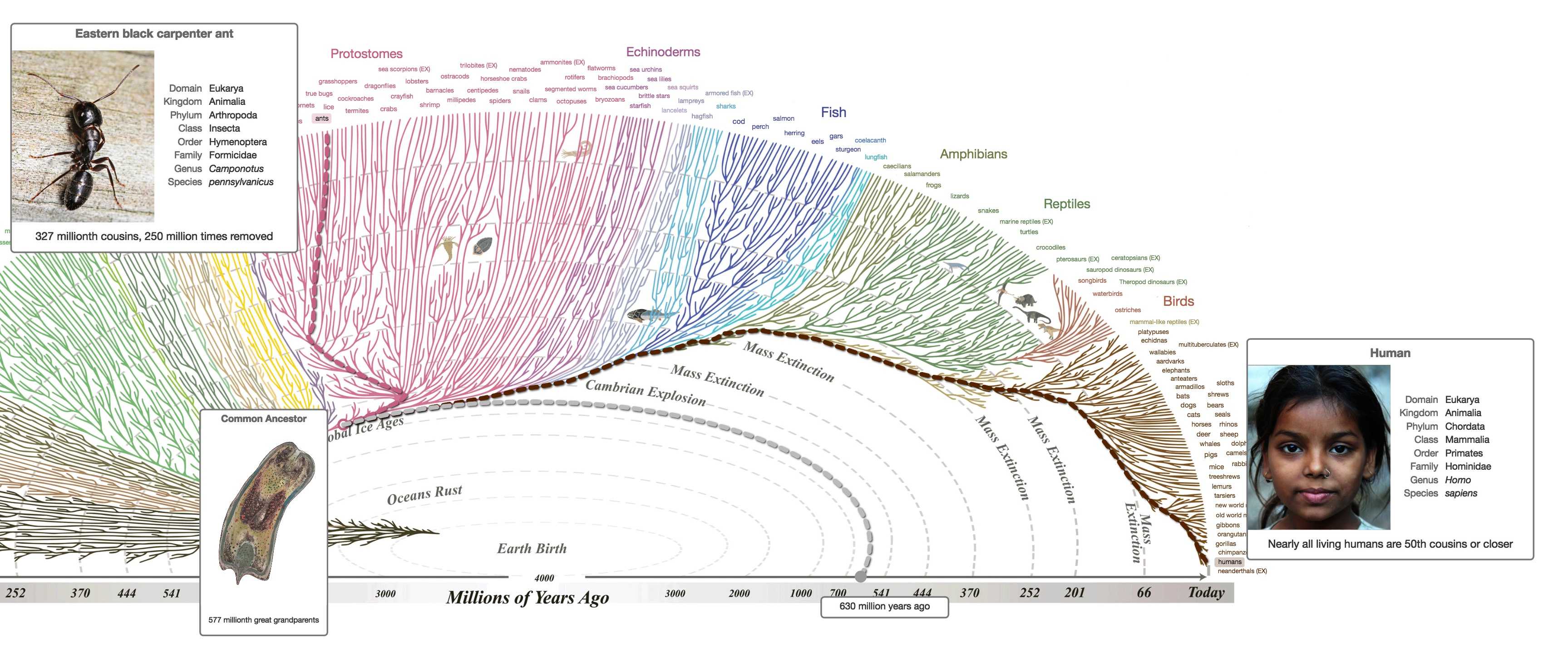 进化树图,基因进化树,进化树(第3页)_大山谷图库