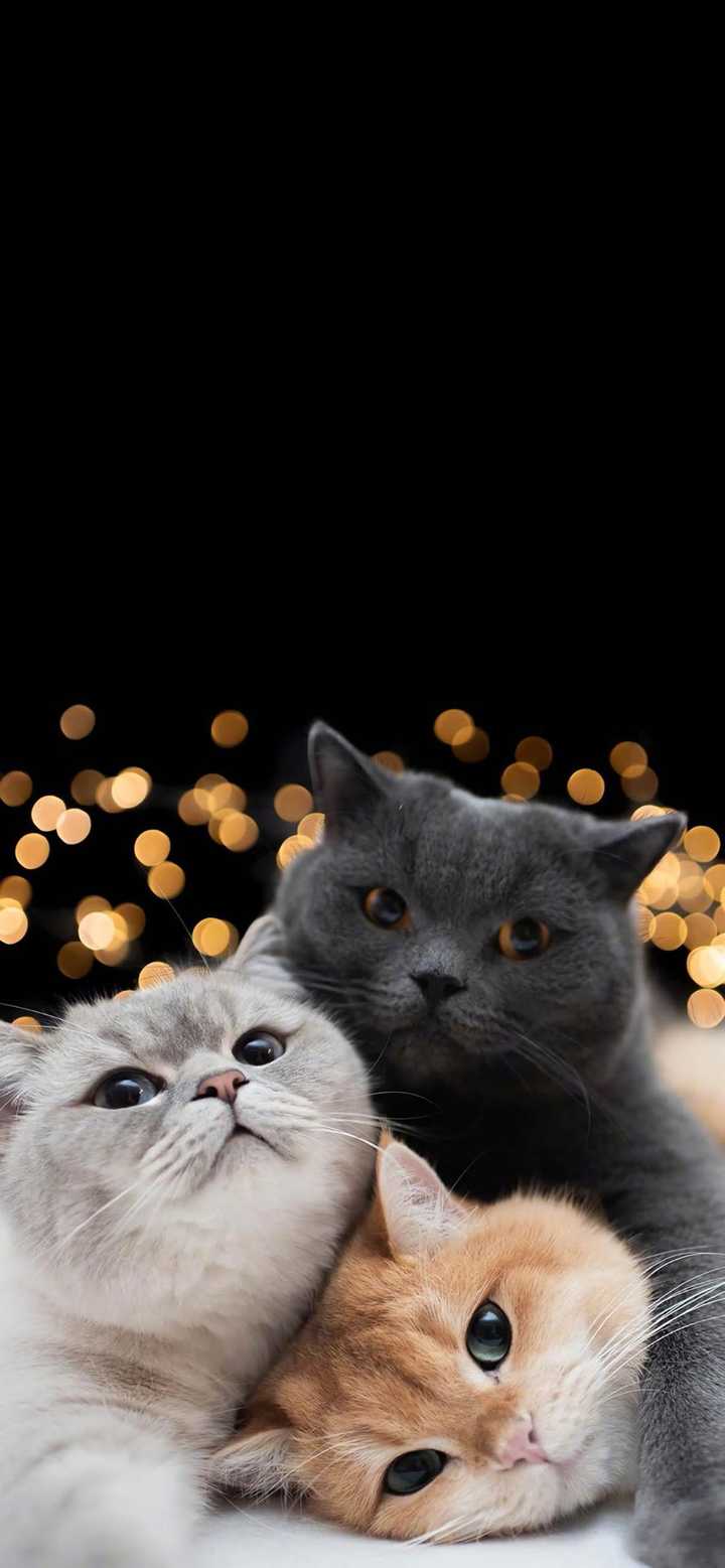 有没有好看的猫咪壁纸或头像 知乎 有没有好看的猫咪壁纸或头像 知乎
