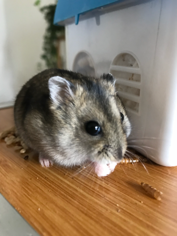 我家的三线仓鼠刚买回来就生了 新手第一次养 求指教 ?