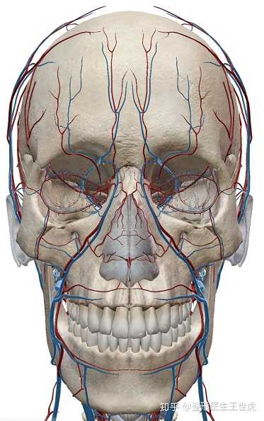 这还仅仅是面部主要大血管的分布图,再来看看面部所有血管分部的建模