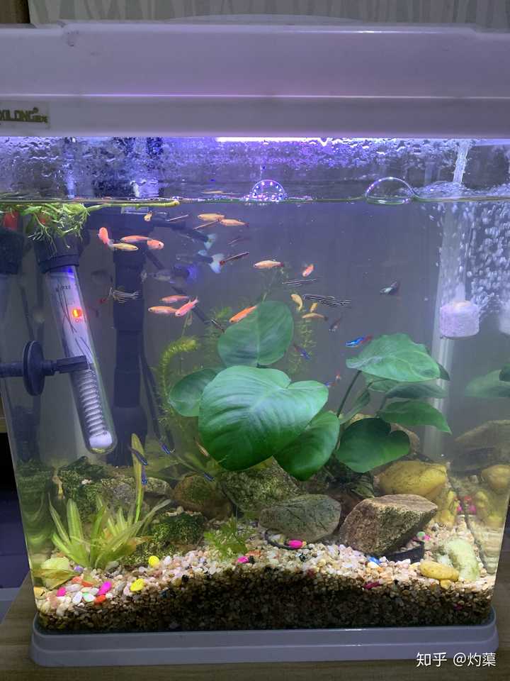 鱼缸菌群失衡后,如何快速调节?