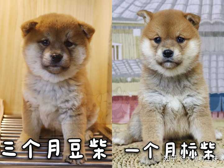 怎么区分柴犬和豆柴呢 知乎 怎么区分柴犬和豆柴呢 知乎