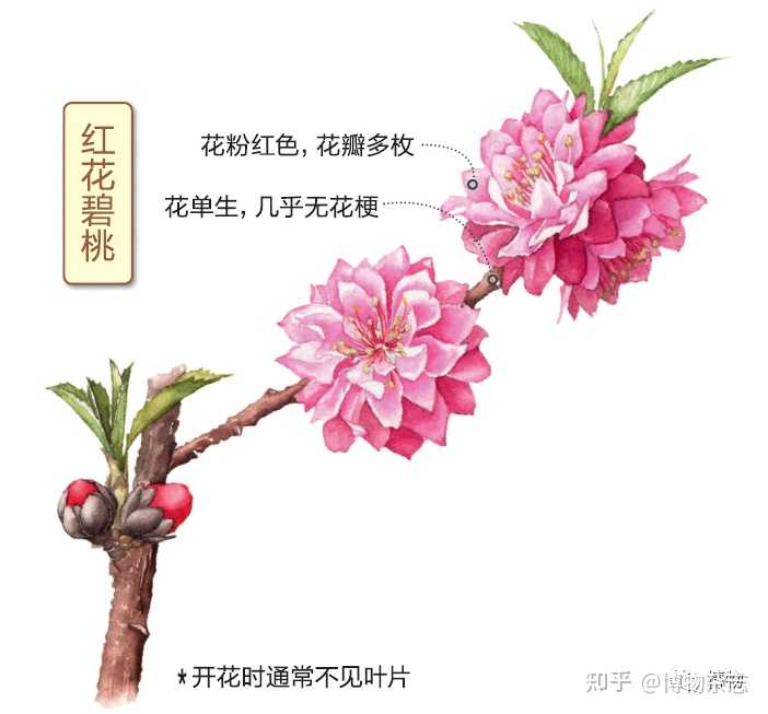 如何区别桃花 杏花 李花 樱花 梨花和梅花 知乎 如何区别桃花 杏花 李花 樱花 梨花和梅花 知乎