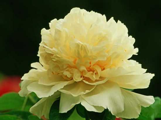 如何分辨牡丹和芍药 知乎