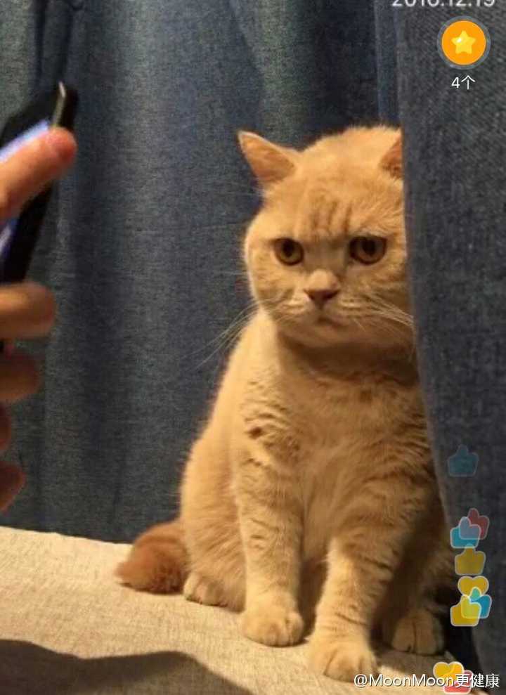 有谁知道这张妙啊图片里的猫咪是出自哪里呀?