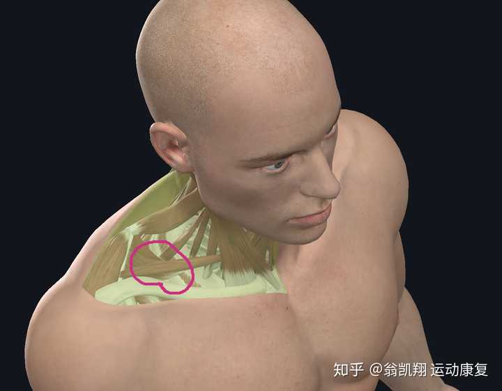 脖子睡觉落枕了怎么最快恢复 知乎