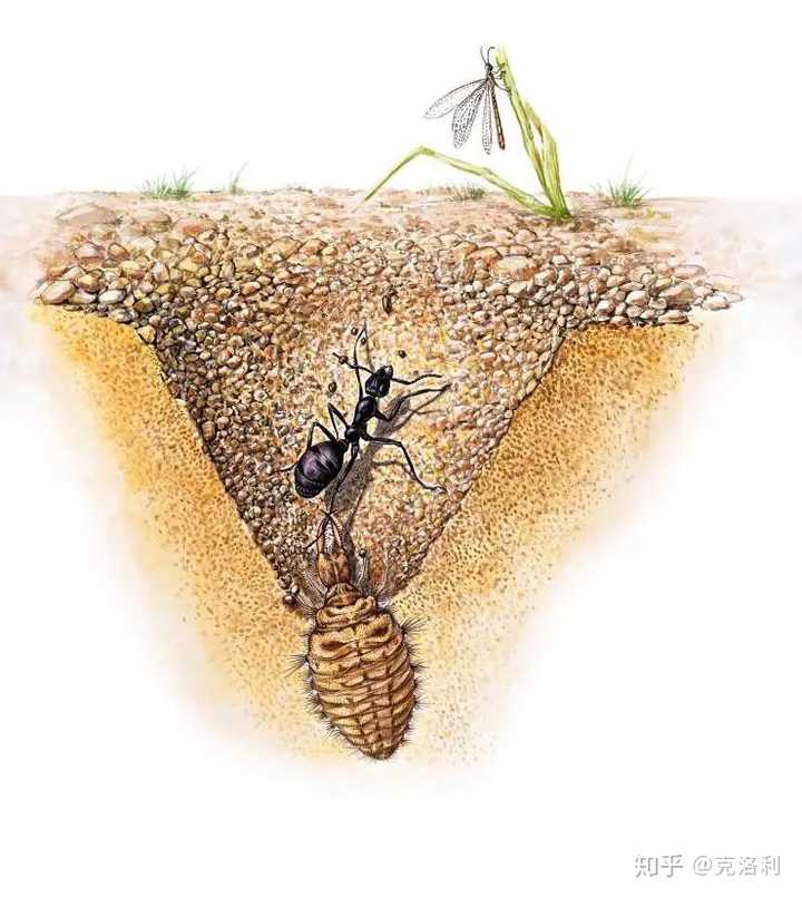 即使了解了蚁狮和蚁蛉的生活习惯,沙漠蜻蜓与"龙"这个属性还是很难