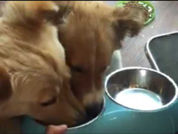 你什么时候被狗的智商震惊了 知乎 你什么时候被狗的智商震惊了 知乎
