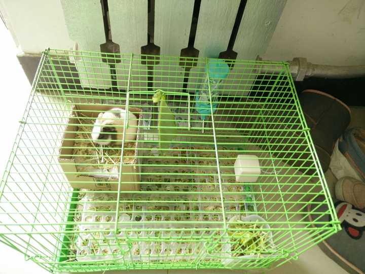 如何养好一只豚鼠 荷兰猪 知乎 如何养好一只豚鼠 荷兰猪 知乎