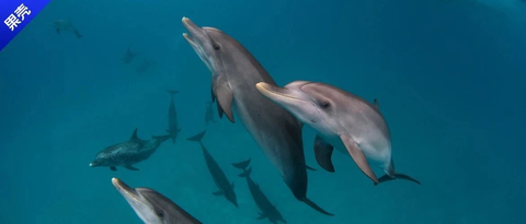 Dolphin 知乎