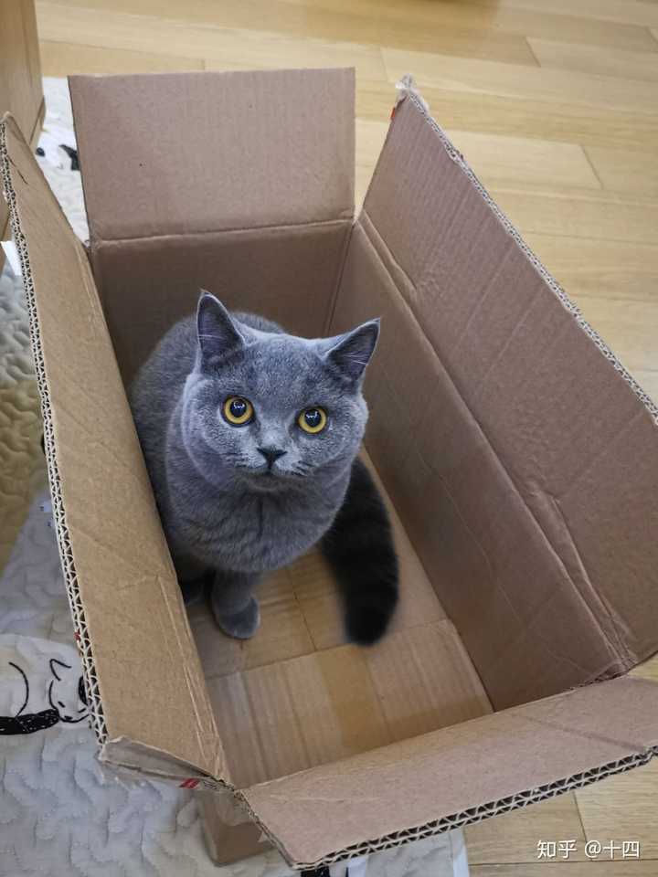 蓝猫的颜值可以有多高?