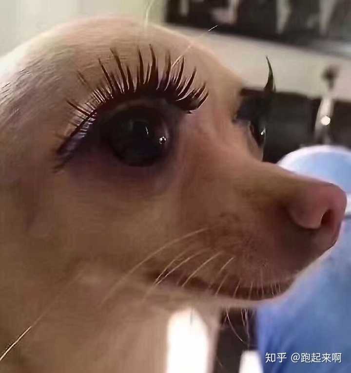 你有哪些超有趣的萌宠表情包?