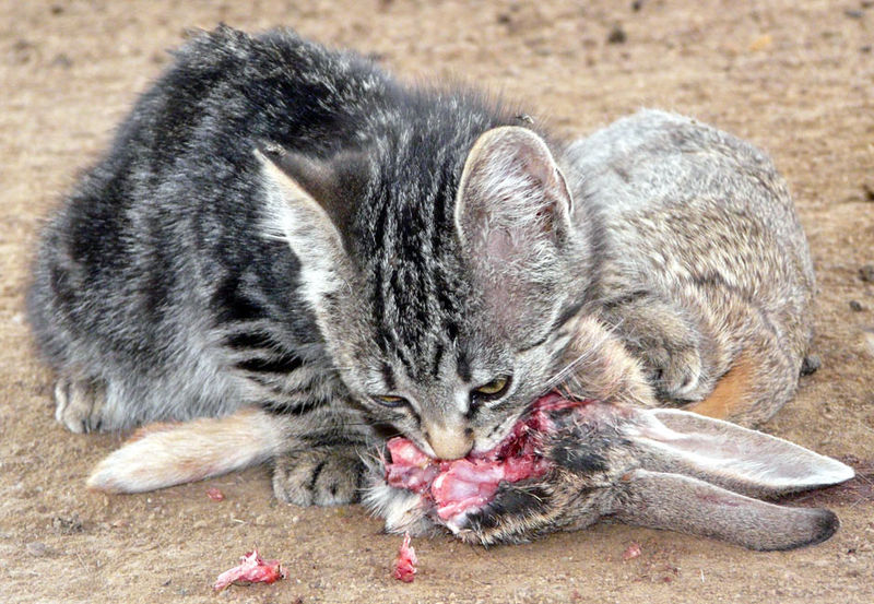 皮堡斯小猫灭绝图片
