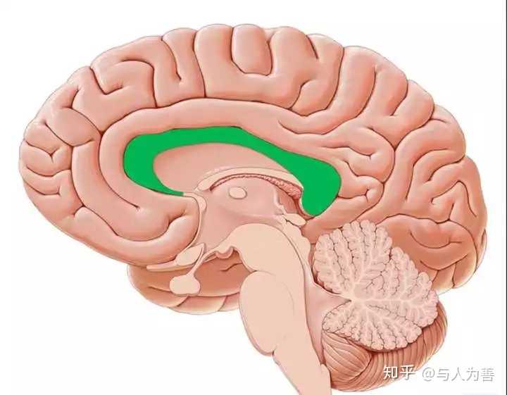 (图中绿色的)砍断的时候,其实接受视觉信号的枕叶(枕极)部分也受损了