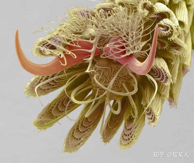 放大800倍的蚊子腿