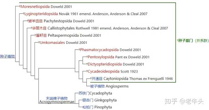 植物是怎么分类的 知乎