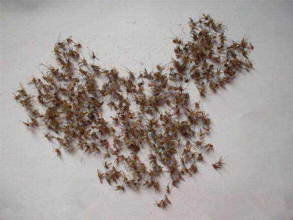 如果蚊子灭绝会怎样?