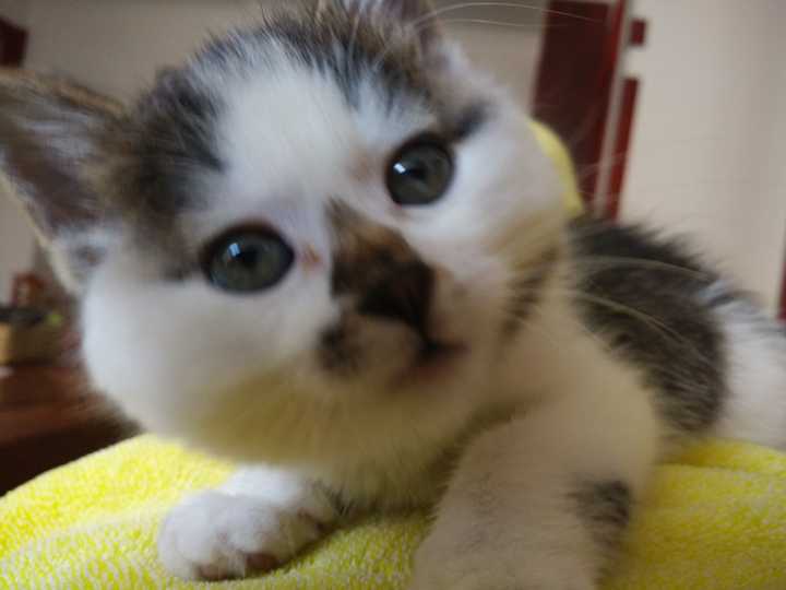 猫死了，人怎么处理猫尸体？ - 知乎