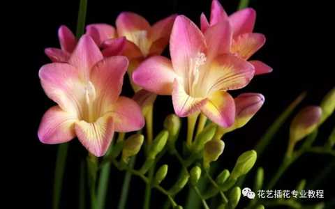 晚香玉 知乎 晚香玉 知乎