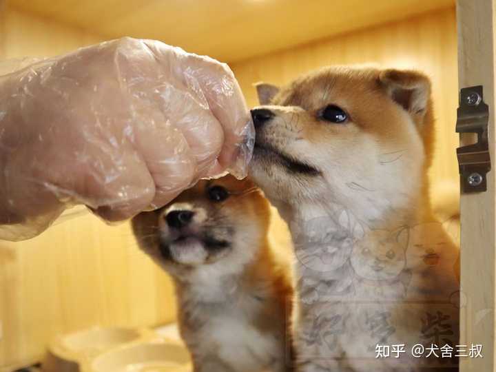 养豆柴和养柴犬有什么区别呢 柴犬舍三叔的回答 知乎 养豆柴和养柴犬有什么区别呢 柴犬舍三叔的回答 知乎