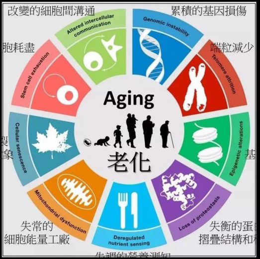 请问身体突然衰老是什么原因?