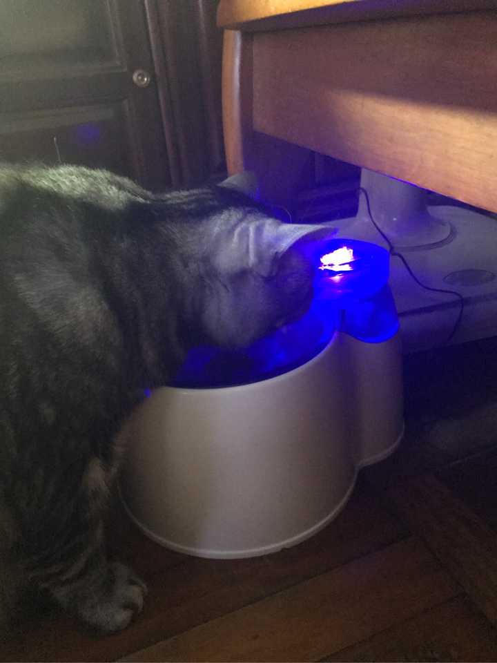猫咪饮水机 哪些品牌值得入手 知乎 猫咪饮水机 哪些品牌值得入手 知乎