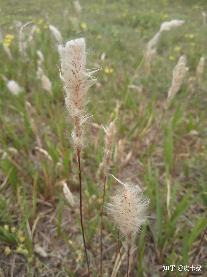 草 一种植物 是什么梗 知乎 草 一种植物 是什么梗 知乎