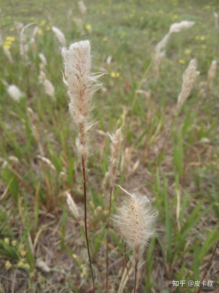 草 一种植物 是什么梗 知乎