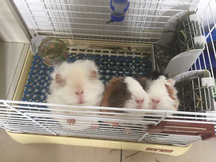 如何养好一只豚鼠 荷兰猪 知乎 如何养好一只豚鼠 荷兰猪 知乎