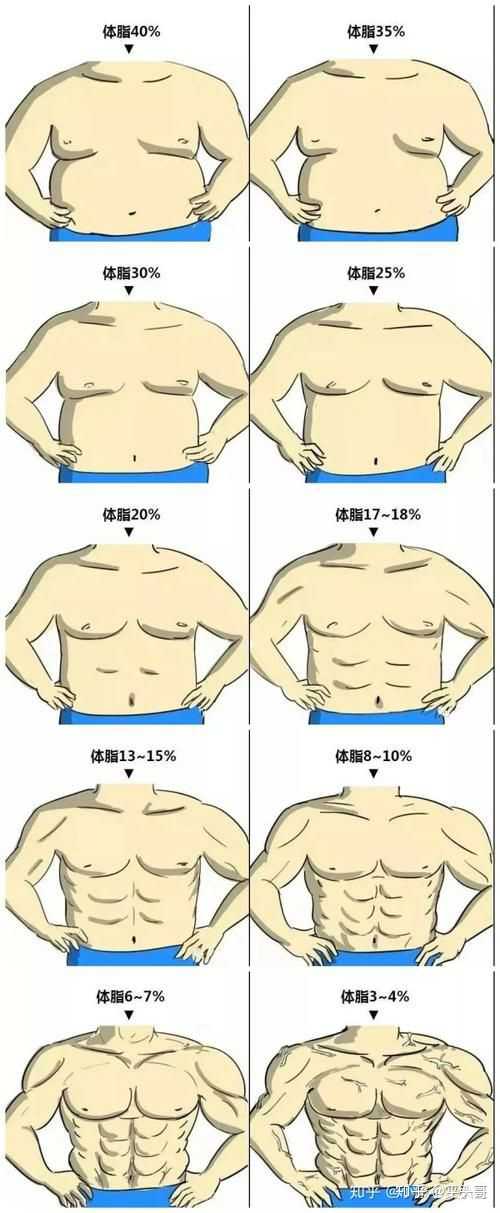 体脂率身材对照表图片