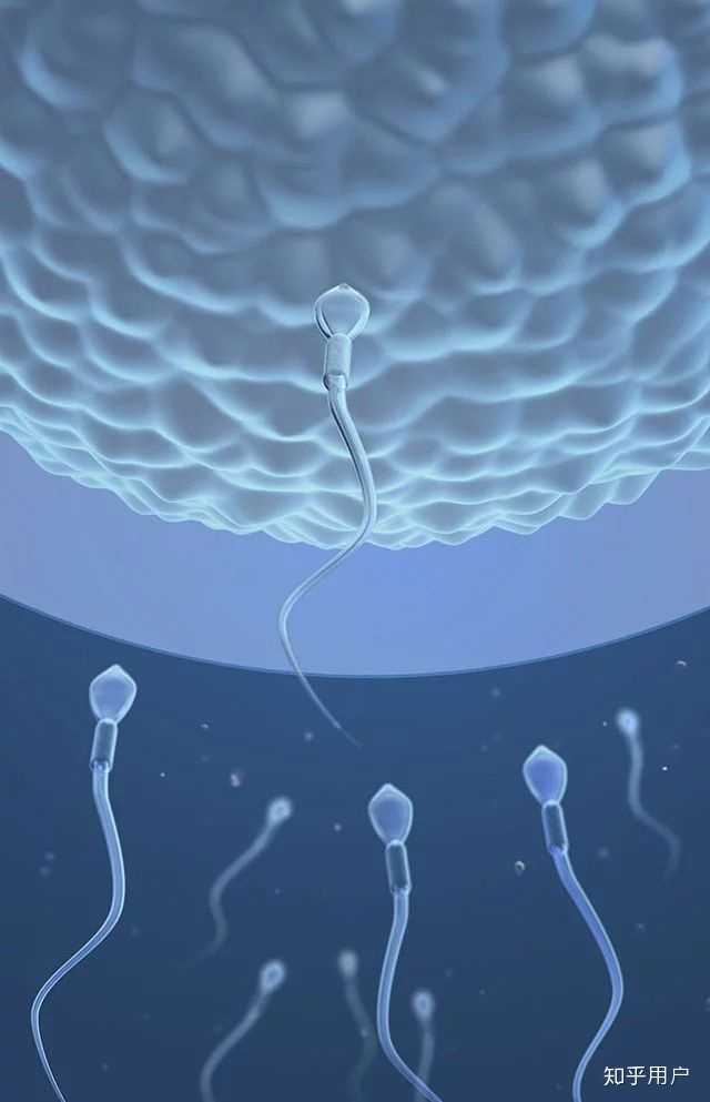 如果重新走一把生命的历程,你会在母亲子宫里干什么?
