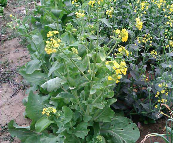 (前面是白菜,后面叶子深一些的是鸡毛菜) 不点个赞再走么(⌒▽⌒)