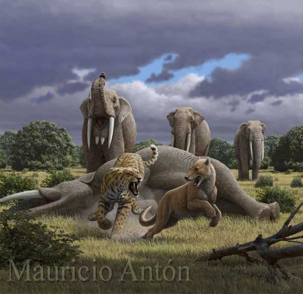 剑齿虎和马德里犬熊,作者mauricio antón