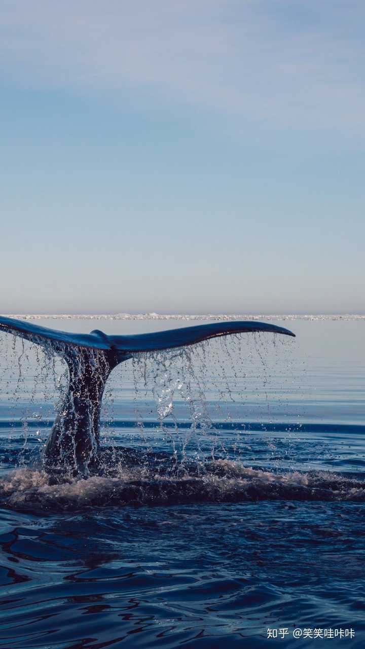 你见过最孤独的生物是什么呢?