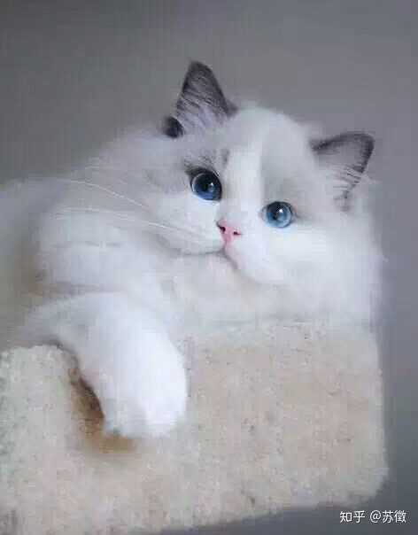 发他的照片问纯不纯好不好看,他是我的小宝贝,我眼里世界第一可爱的猫
