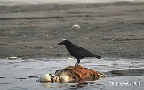 如何看待印度一icu病房爬满老鼠现阶段印度的医疗条件真实状况如何