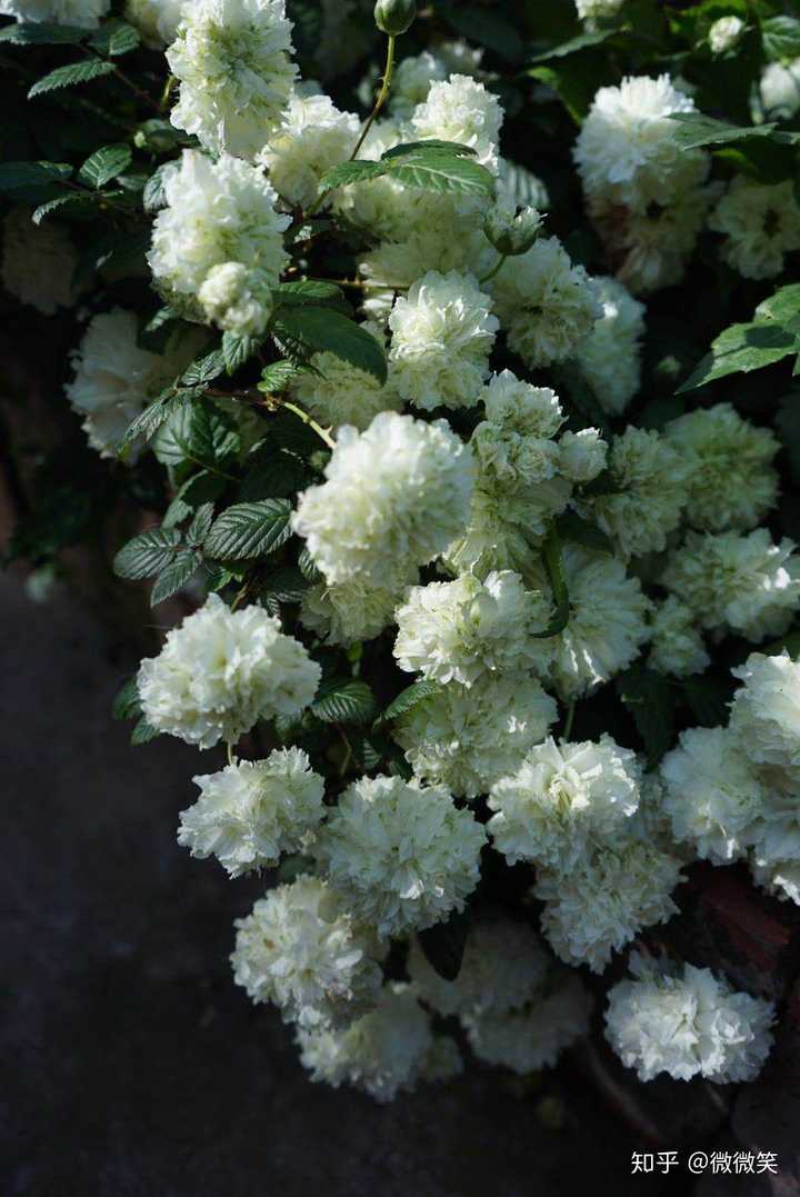 哪里可以观赏到?