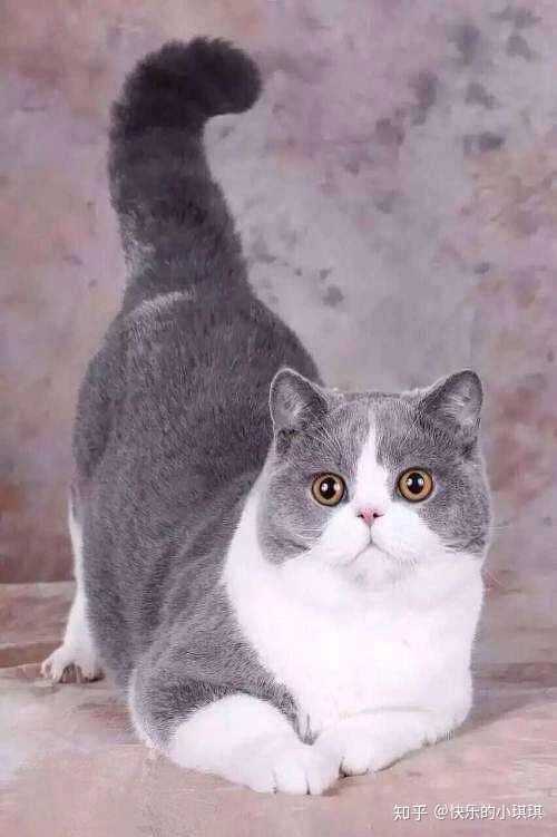 新手养猫暹罗猫英短和美短哪种猫更适合呢?