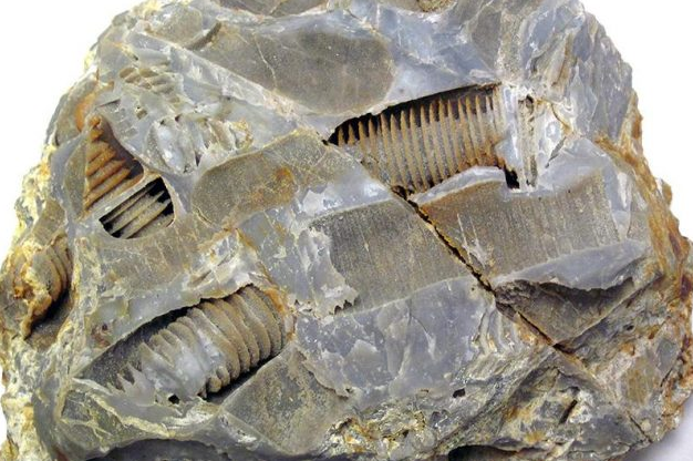 远古螺丝钉化石,还有谁能否认史前文明?