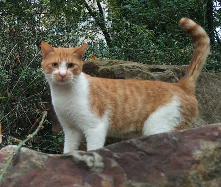 如何判断一只猫是真的对你有感情还是只是为了混口饭吃 知乎