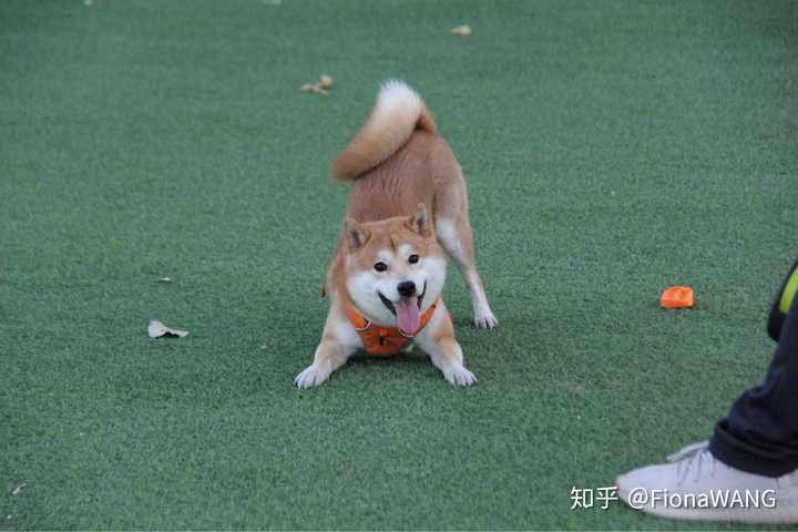 柴犬和柯基哪个好 知乎 柴犬和柯基哪个好 知乎