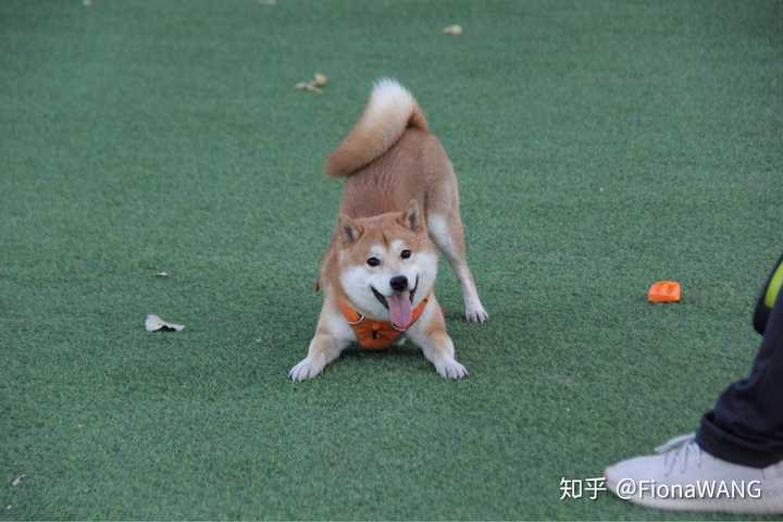 柴犬和柯基哪个好 知乎