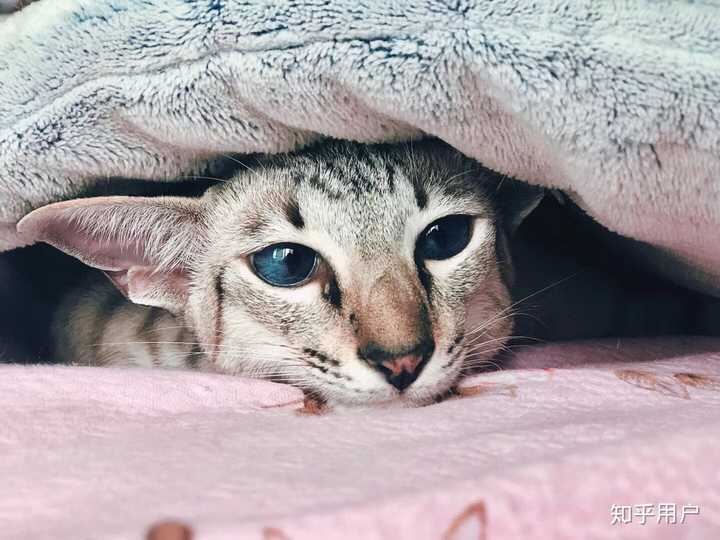 养东短(东方短毛猫)是什么体验? - 知乎