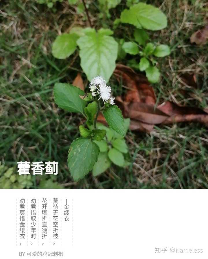 有哪些名字很好听的花 知乎