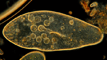 还有一些单细胞海藻