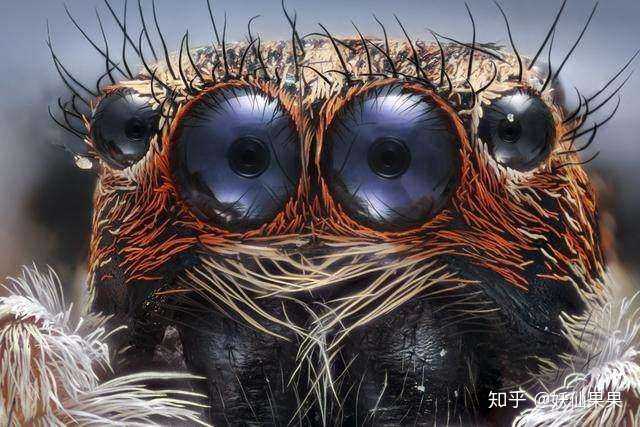 蜘蛛的眼睛.