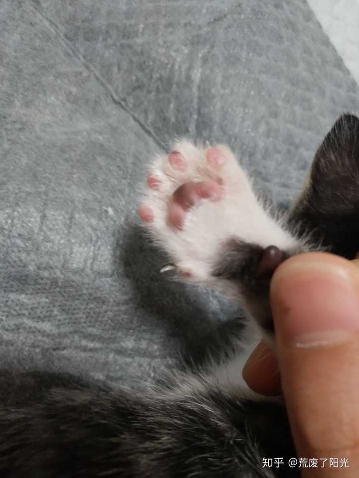 猫咪的肉垫可以萌到什么程度 知乎