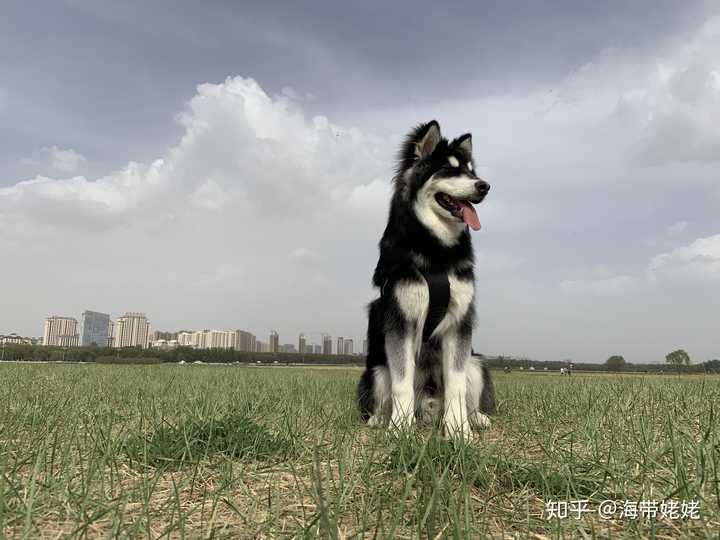 大型犬可以可爱到什么程度?
