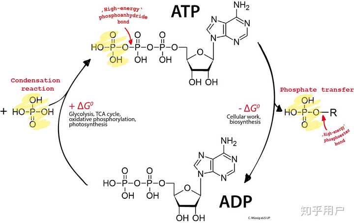 ADP ATP adp-atp